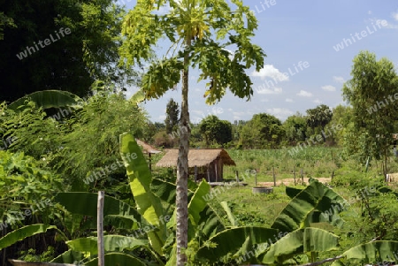 Reisfelder und Landwirtschaft in der Provinz Amnat Charoen nordwestlich von Ubon Ratchathani im nordosten von Thailand in Suedostasien.