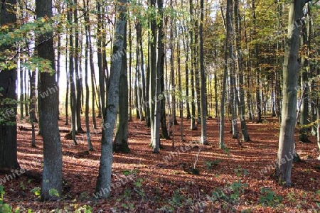 herbstlicher Buchenwald