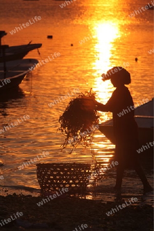 Die Ernte in der Seegrass Plantage auf der Insel Nusa Lembongan der Nachbarinsel von Bali, Indonesien.