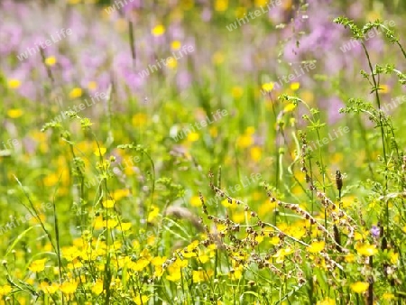 Blumenwiese