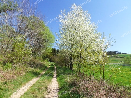 Feldweg mit Kirschb?umen