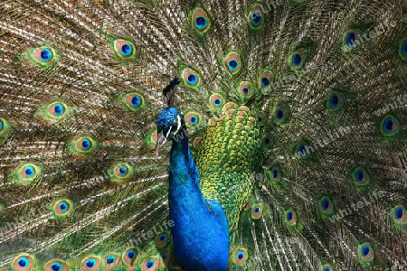 Pfau