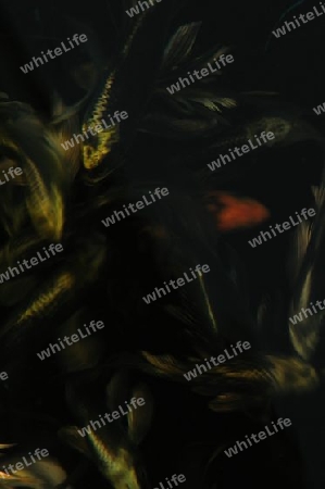 Goldfische Teich See Wasser Natur