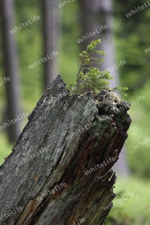 junge Fichte w?chst aus totem Baumstumpf