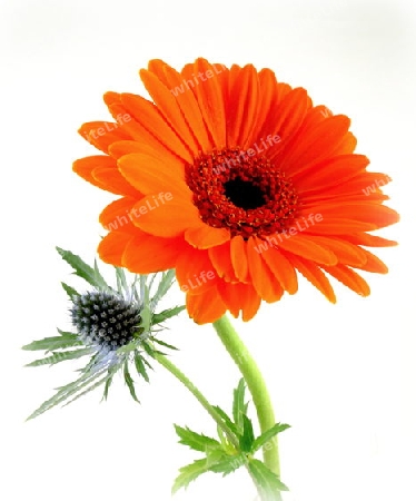 Gerbera mit Distel