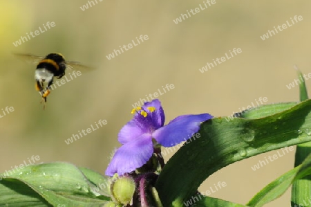 Hummel beim Flug