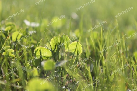 Gras bei Sonnenschein