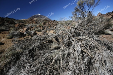 The Volcano Teide on the Island of Tenerife on the Islands of Canary Islands of Spain in the Atlantic.  