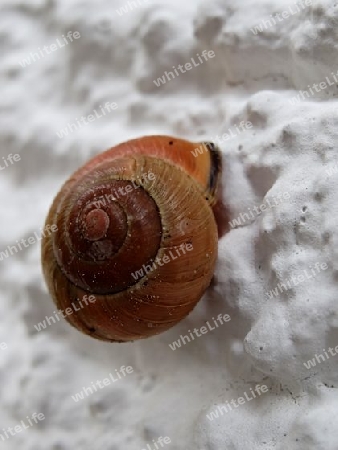 Schnecke