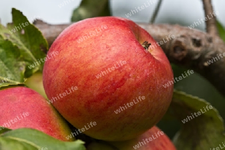 Apfel