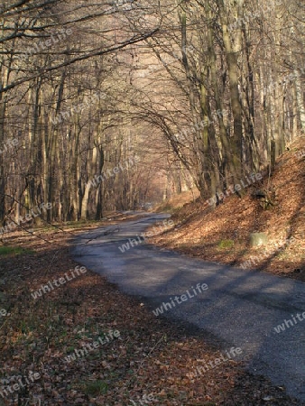 weg im Wald