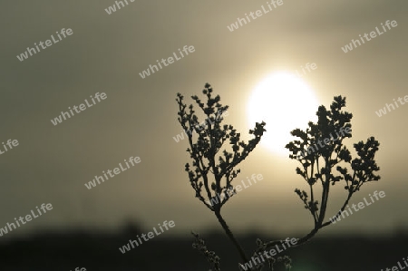 Sonnenaufgang im Winter