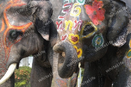 Das Songkran Fest oder Wasserfest zum Thailaendischen Neujahr ist im vollem Gange in Ayutthaya noerdlich von Bangkok in Thailand in Suedostasien.  