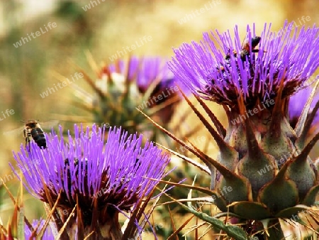 Wild Artichoke