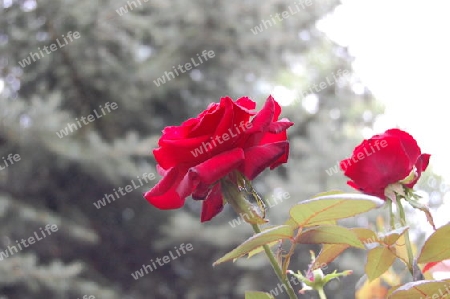 Rote Rose