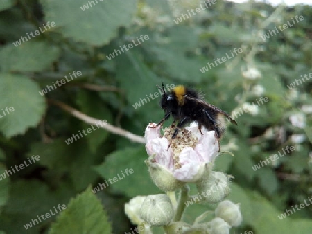 Hummel auf Brombeere II