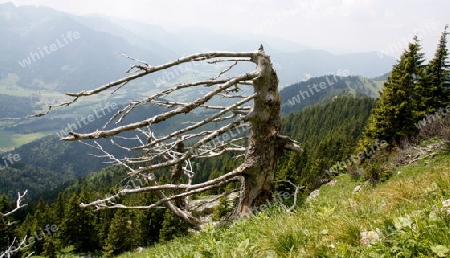 Alter Baum auf dem Wendelstein