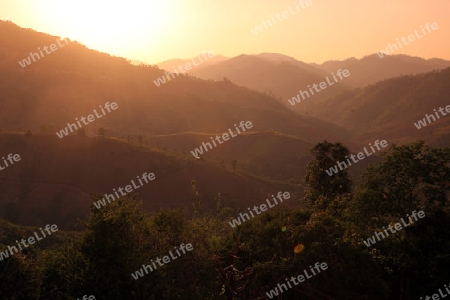 Die Landschaft mit Tee Plantagen beim Bergdorf Mae Salong in der Huegellandschaft noerdlich von Chiang Rai in der Provinz Chiang Rai im Norden von Thailand in Suedostasien.