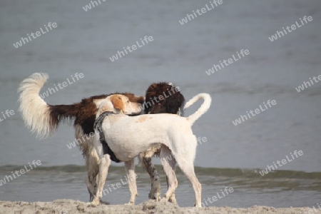 Hunde beschnuppern sich