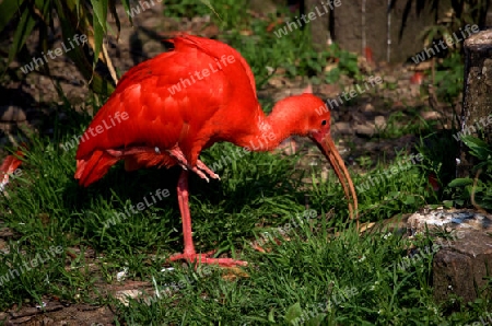 roter Ibis im Gras