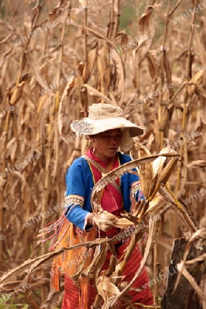 Traditionell gekleidete Frau von einem Stamm der Dara-Ang bei ernten von Maiskolben in einem Maisfeld beim Dof Chiang Dao noerdlich von Chiang Mai im Norden von Thailand.