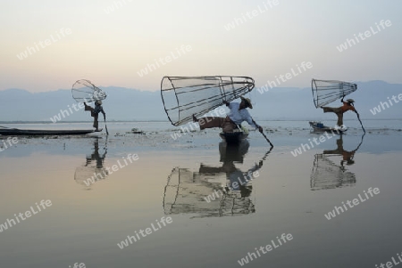 Fishermen at sunrise in the Landscape on the Inle Lake in the Shan State in the east of Myanmar in Southeastasia.