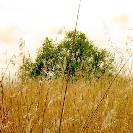 tree in the field