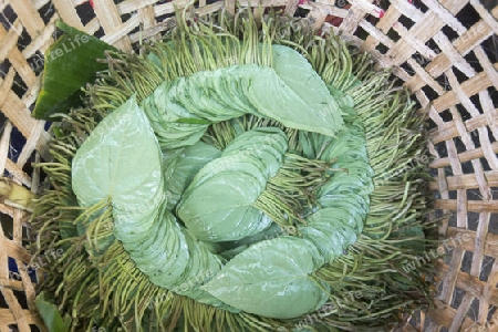 Betel nut at a Market near the City of Yangon in Myanmar in Southeastasia.