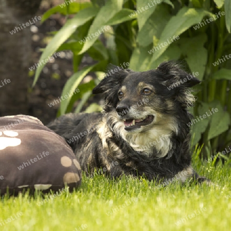 Mischlingshund im Garten auf der Wiese