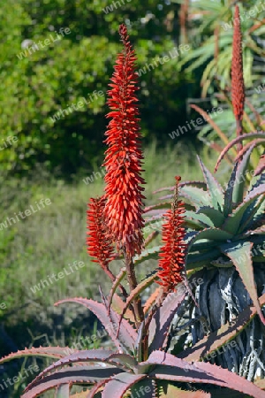 verschiedene Aloearten ( Aloe spec.) in Lamberts Bay,  West Kap, Western Cape, S?dafrika, Afrika