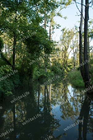 Amazonas 