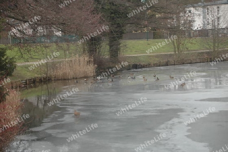 Enten am Teich