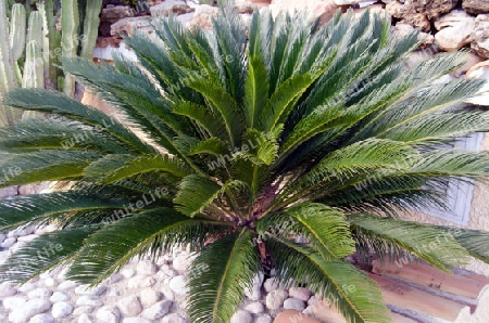 Palmfarn im Steingarten