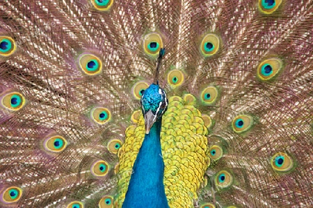 Pfau 2