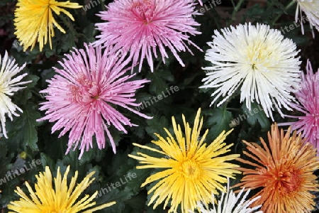 Chrysanthemen