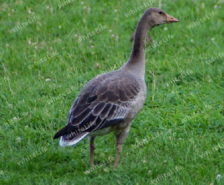 Ente mit Weitblick