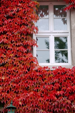 Wein im Herbst