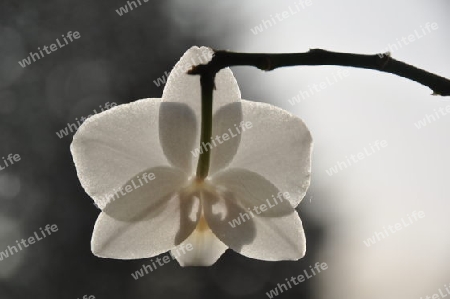 Weisse Orchidee