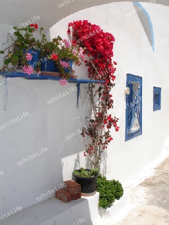 Blumen an einem Haus auf Santorin