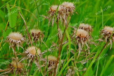 trockene Distel