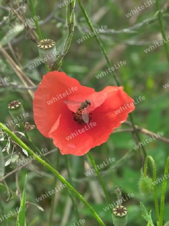 Mohn 