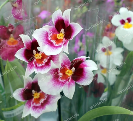 bunte Orchideen