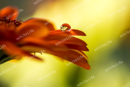 Gerbera