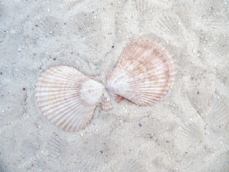 Pecten jacobaeus 