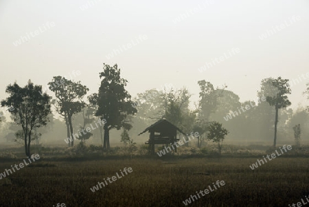 Die Landwirtschaft mit Reisfeldern im Winter bei Amnat Charoen im Isan im osten von Thailand,