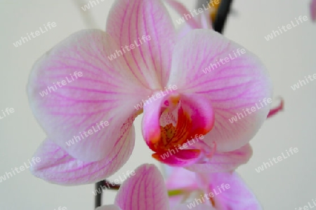 Orchidee