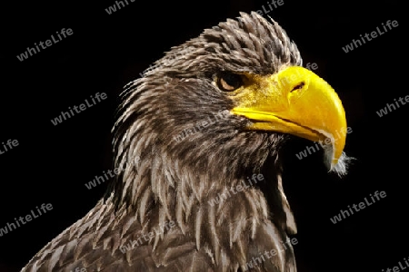 Adler mit blick auf Biene