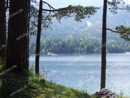 Wald am Eibsee