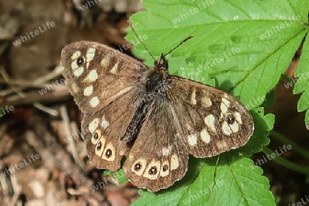 Waldbrettspiel dorsal,Speckled wood butterfly, dorsal