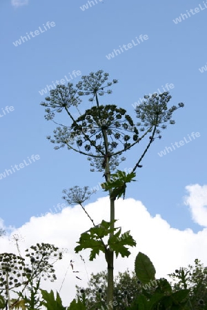 Himmelhoch Sky High   Heracleum mantegazzianum